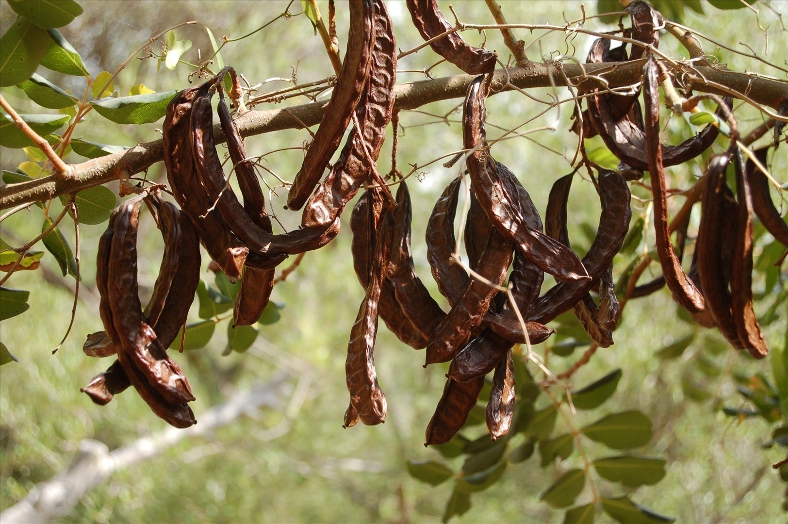 پرورش و نگهداری درخت خرنوب