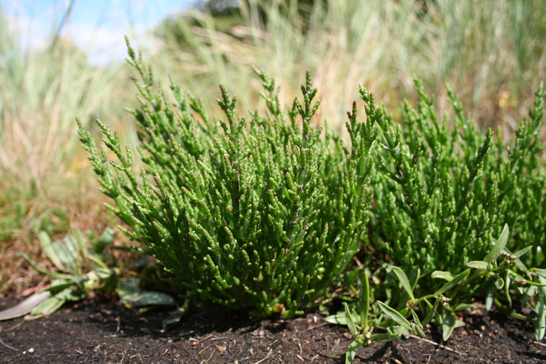 سالیکورنیا؛ سرمه سبز سواحل گلستان