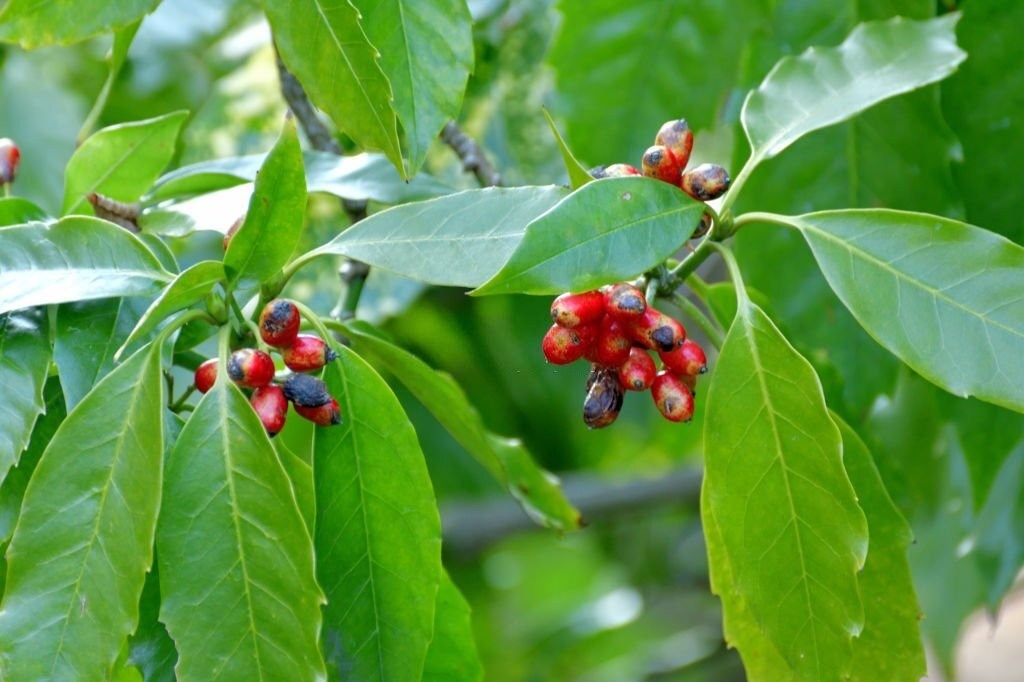 نگهداری از آکوبا 
