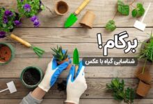نگهداری از گیاهان آپارتمانی با برگام! (2 نکته مهم)