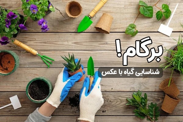 نگهداری از گیاهان آپارتمانی با برگام! (2 نکته مهم)