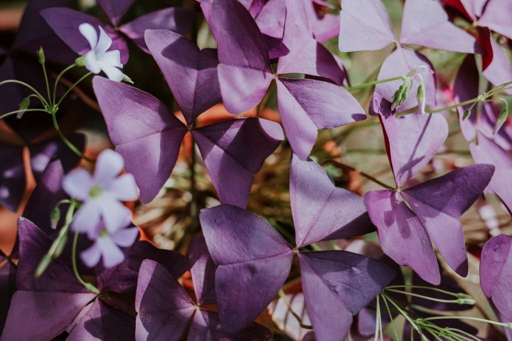 گیاه اکسالیس یا گل عشق