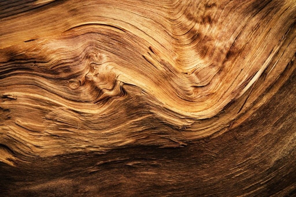 راهنمای شناخت چوب کیکم و کاربردهای آن (2 نکته مهم) راهنمای شناخت چوب کیکم و کاربردهای آن (2 نکته مهم)