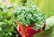 نحوه کاشت پونه در گلدان و باغچه به همراه فوت کوزه گری (2 نکته مهم)