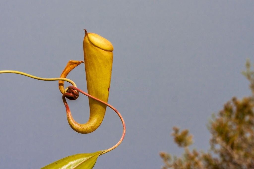 گیاه نپنتس