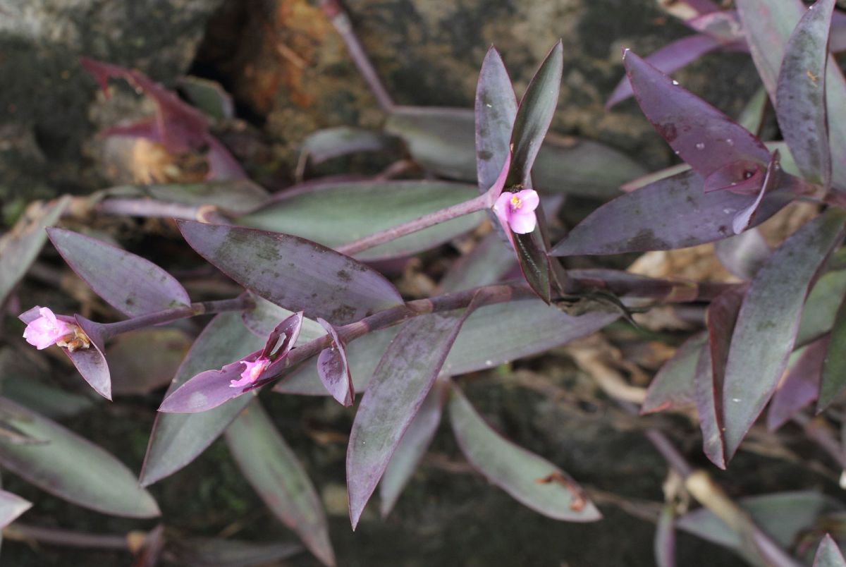  برگ بیدی بنفش
