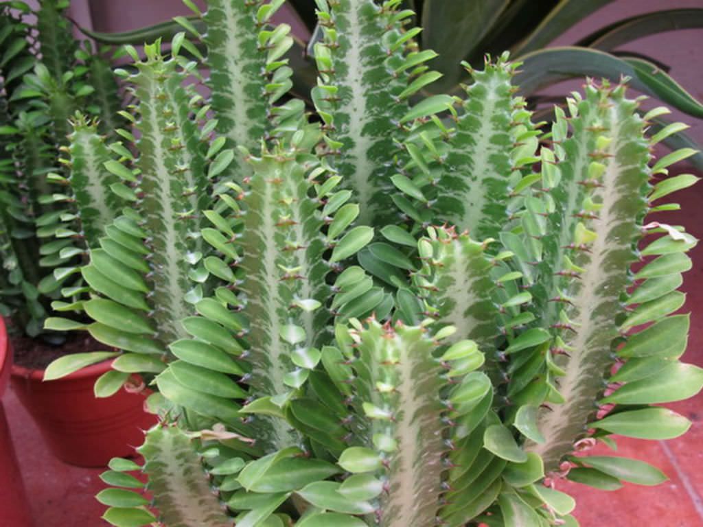 راز نگهداری کاکتوس افوربیا و آموزش تکثیر آن (2 نکته مهم) راز نگهداری کاکتوس افوربیا و آموزش تکثیر آن (2 نکته مهم)