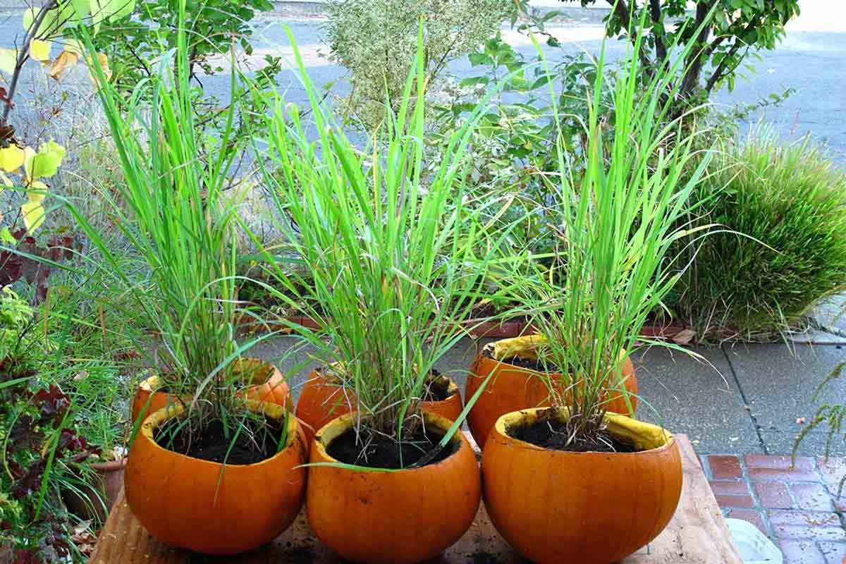نگهداری و پرورش علف آبنمایی