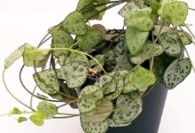 آموزش کاشت و نگهداری از گیاه سروپژیا در خانه (2 نکته مهم)