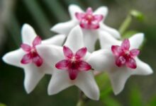 نکات کلیدی نگهداری از گل شمعی (2 نکته مهم)