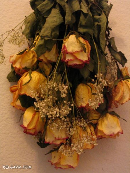 خشک کردن گل رز