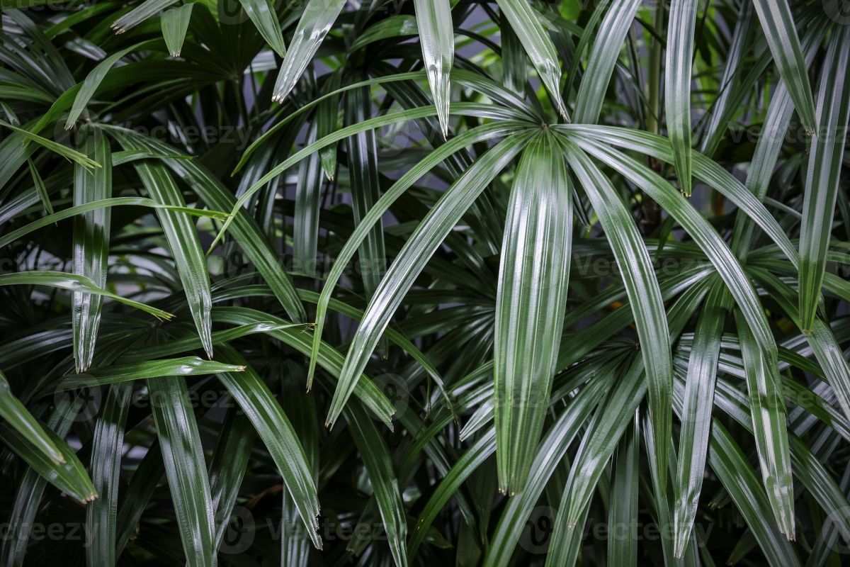 روش نگهداری از نخل راپیس lady palm و پرورش آن (2 نکته مهم)