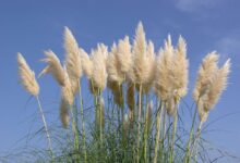 روش کاشت و پرورش گل پامپاس گراس (2 نکته مهم)