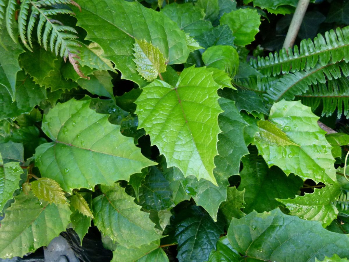 روش نگهداری و مراقبت از گل پیچ سیسوس (پیچ کانگرو) (2 نکته مهم)