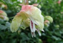 معرفی و شرایط نگهداری گیاه میگو طلایی (ناوک) (2 نکته مهم)