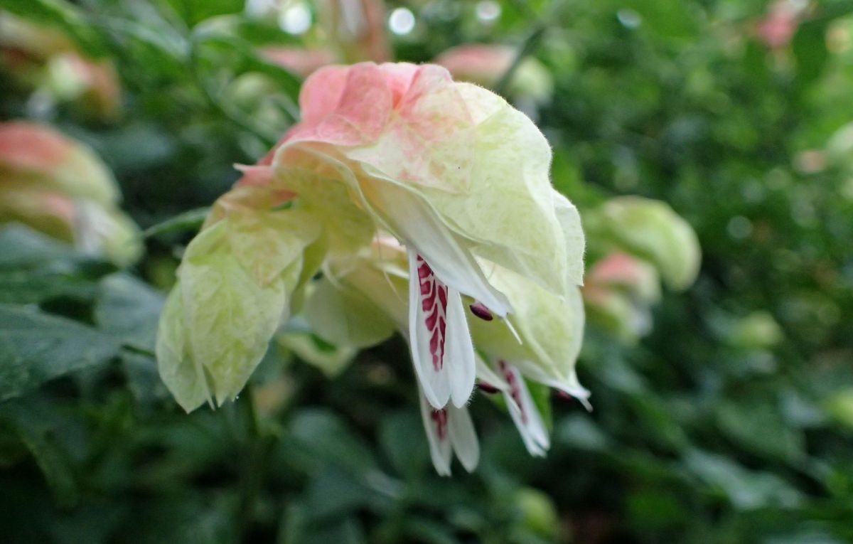 معرفی و شرایط نگهداری گیاه میگو طلایی (ناوک) (2 نکته مهم)