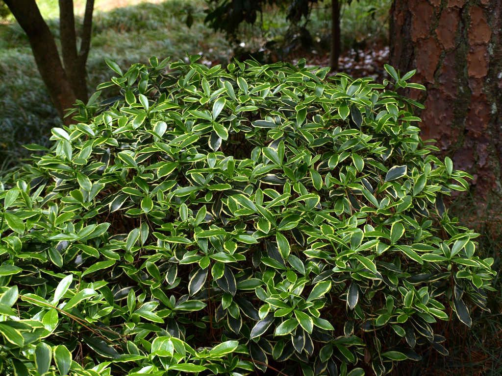 نگهداری و مراقب از میخک Pittospurm japanese 