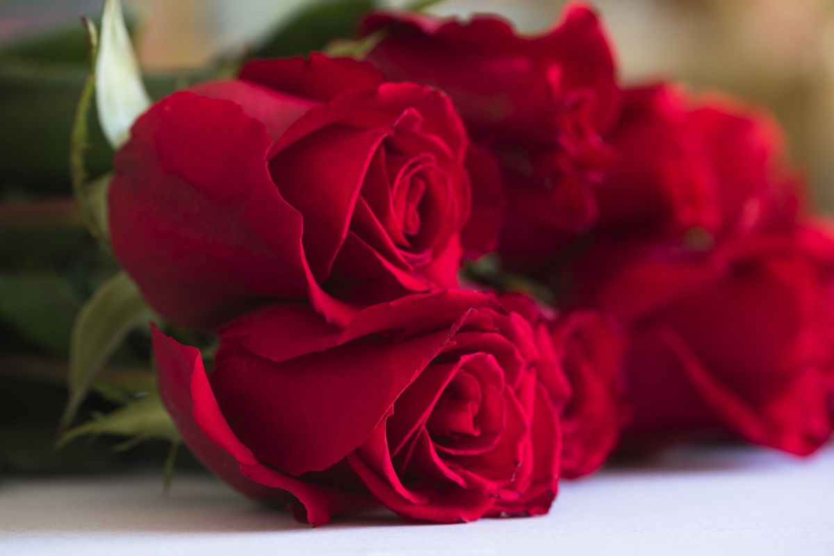 روش آسان برای تازه نگه داشتن شاخه گل رز چیده شده به مدت طولانی (2 نکته مهم)