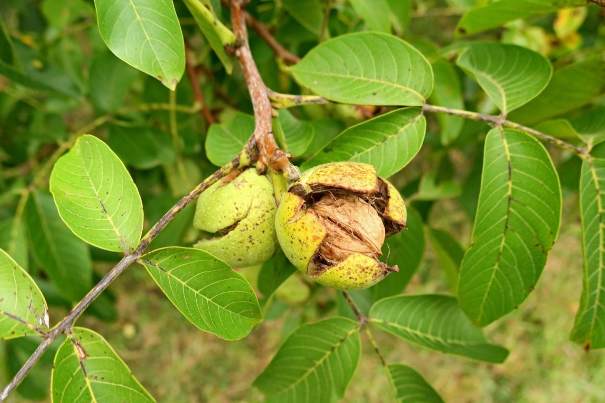 سمپاشی درخت گردو