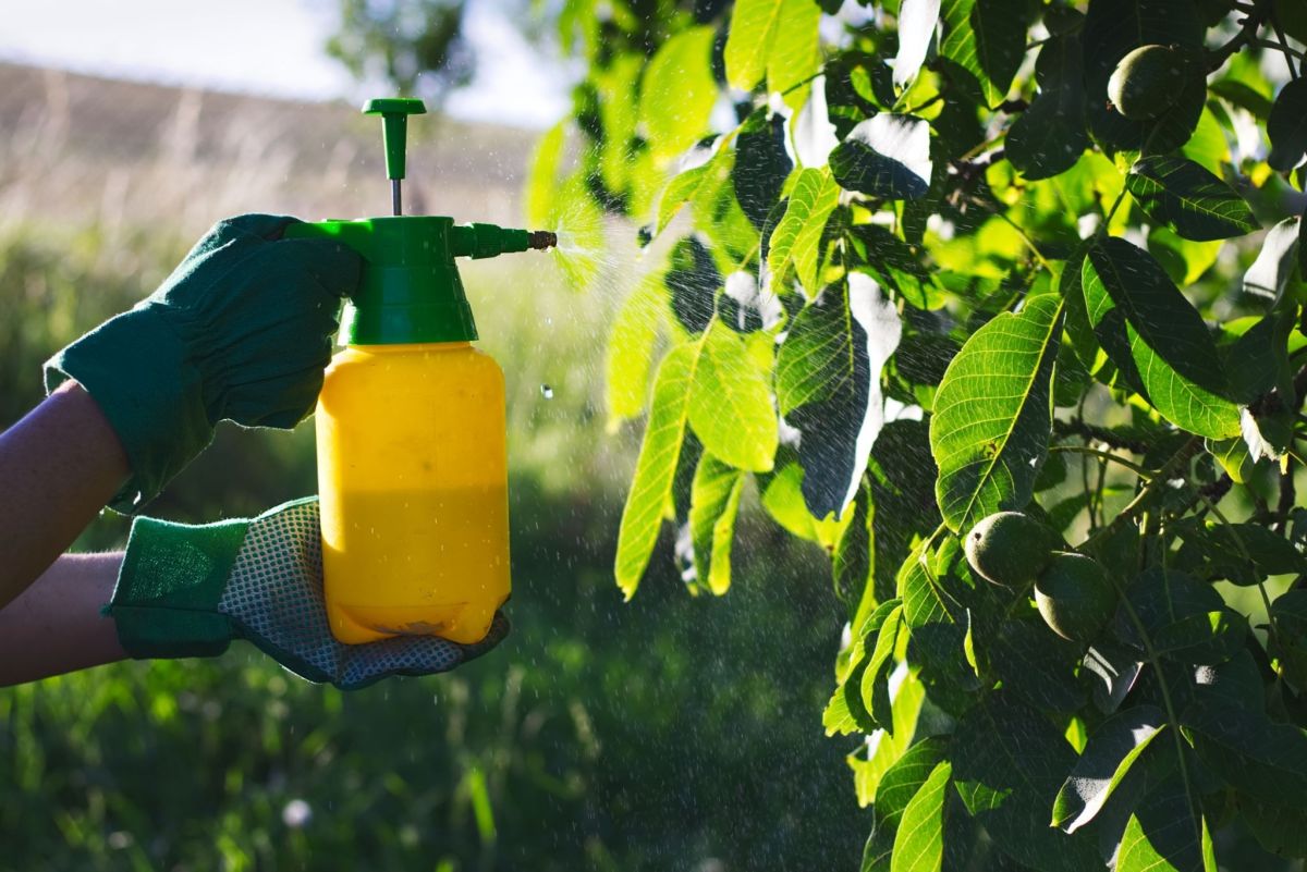 طریقه سمپاشی درخت گردو و از بین بردن آفات (2 نکته مهم)