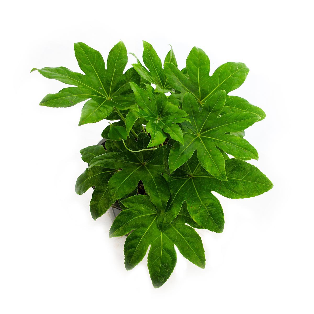 شرایط نگهداری از گیاه شیک آرالیای برگ پهن (2 نکته مهم)
