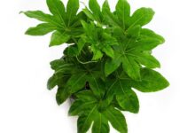 شرایط نگهداری از گیاه شیک آرالیای برگ پهن (2 نکته مهم)