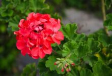 چگونه گل شمعدانی را تکثیر دهیم؟ به همراه اصول مهم برای نگهداری (2 نکته مهم)