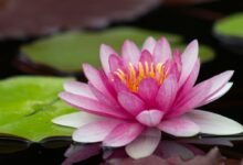 فوت و فن کاشت و نگهداری گل لاله مردابی (2 نکته مهم)