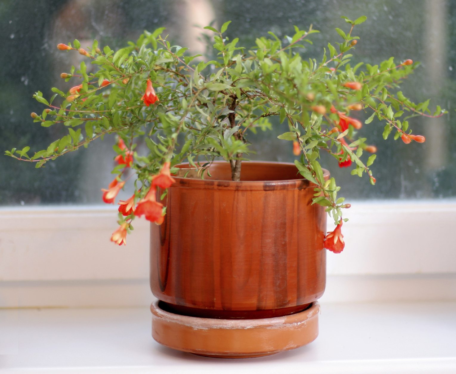 راهنمای کاشت و نگهداری درختچه انار زینتی (2 نکته مهم)