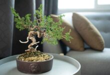 شرایط نگهداری از بونسای جنسینگ در منزل (2 نکته مهم)