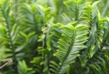 فوت و فن نگهداری و تکثیر گیاه پدیلانتوس (2 نکته مهم)