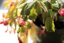 عوارض آبیاری زیاد گیاهان (2 نکته مهم)
