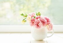 بهترین گیاهان برای مطب پزشک کدام‌اند؟ (2 نکته مهم)