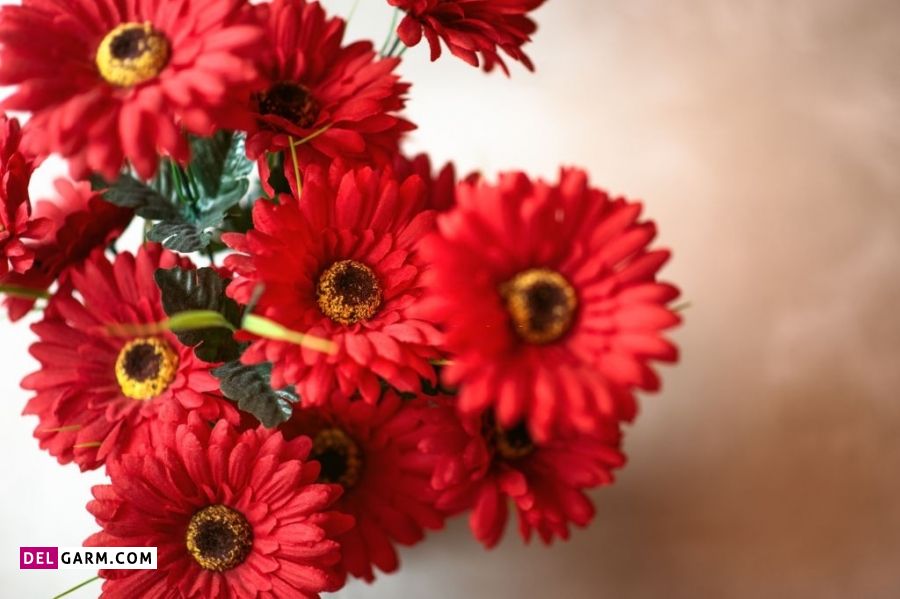 نماد گل ژربرای قرمز