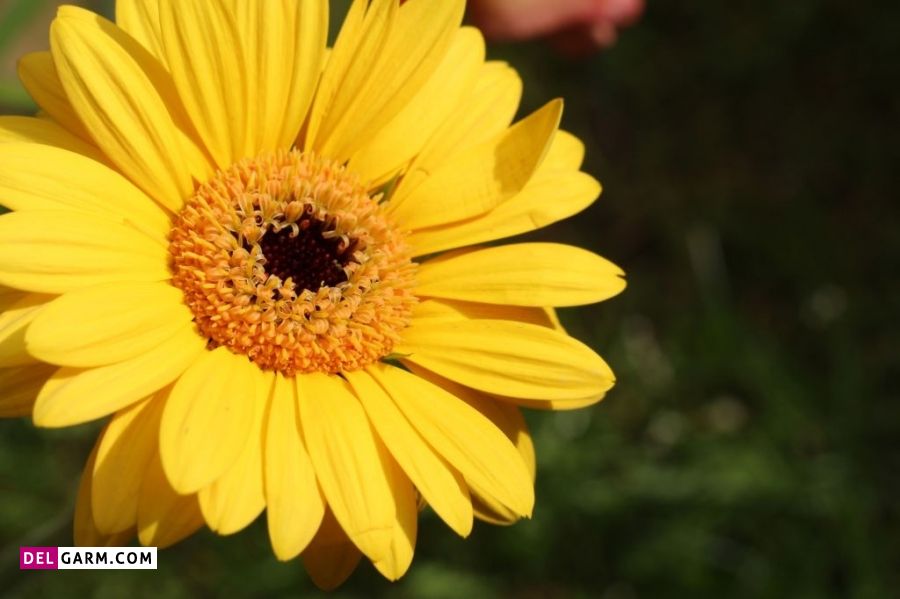 نماد گل ژربرای زرد