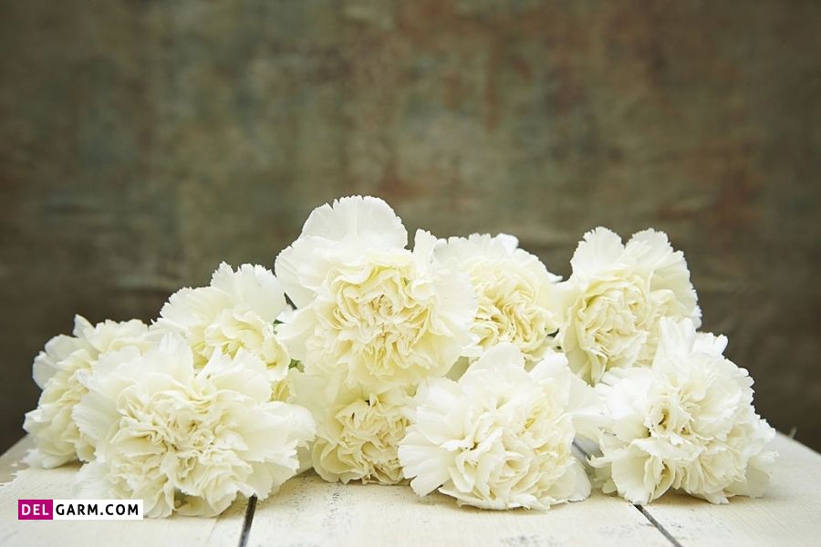 گل میخک چه معنایی دارد
