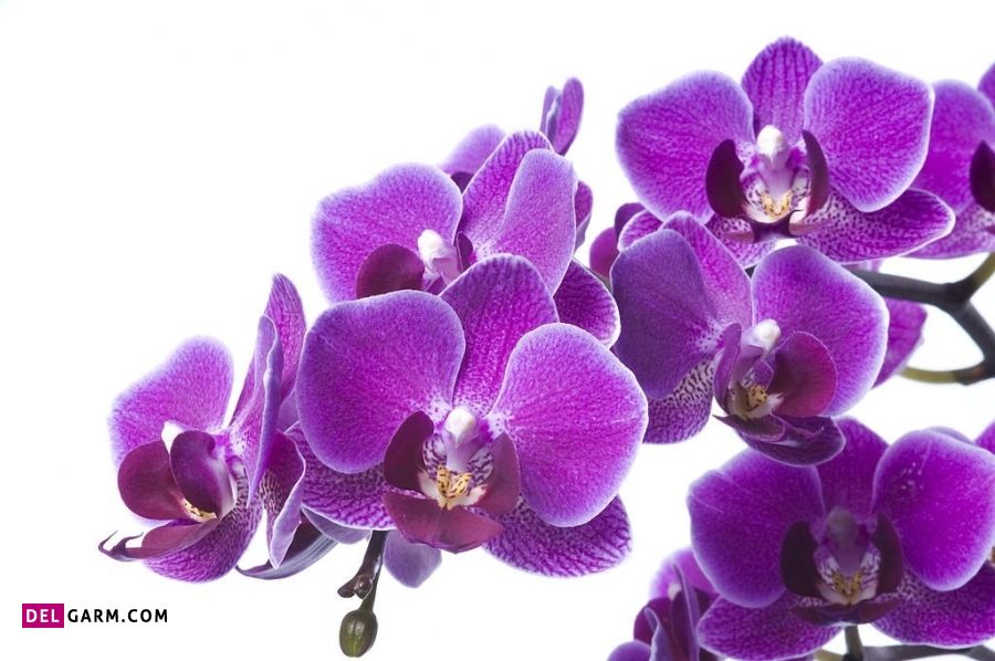 گل ارکیده نماد چیست