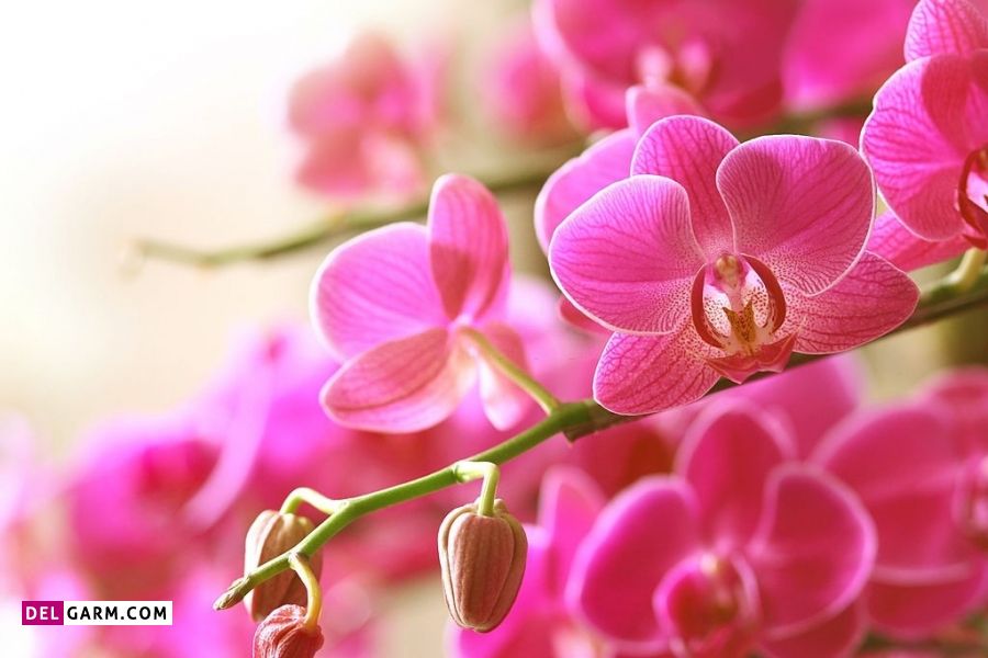 معنای گل ارکیده