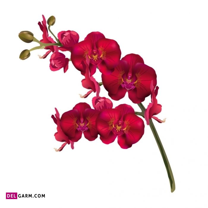 گل ارکیده نشانه چیست