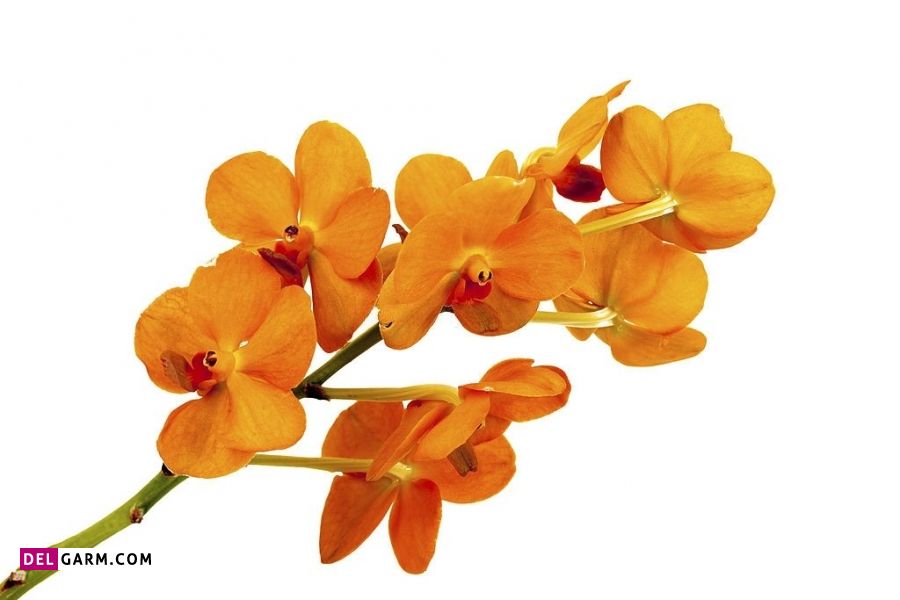 گل ارکیده نماد چیست