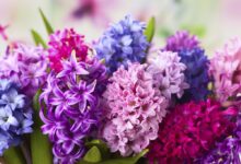 گل سنبل نشانه چیست ؟ (2 نکته مهم)
