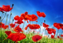 معنای رنگ های مختلف گل شقایق : گل شقایق نشانه چیست ؟ (2 نکته مهم)