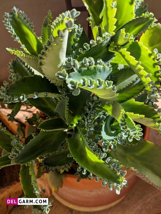 کالانکوئه اشک تمساح 