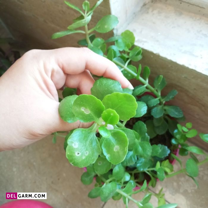 مشکلات کالانکوئه
