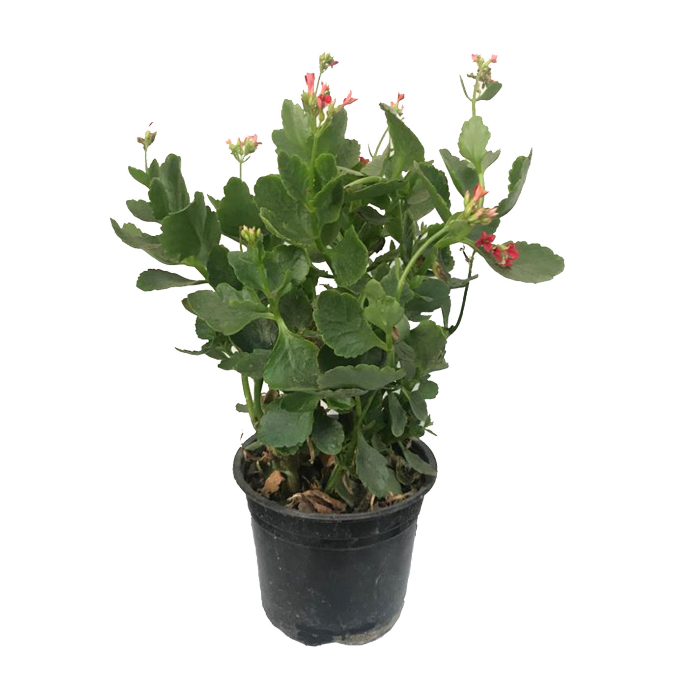 چگونه گیاه کالانکوئه را تکثیر و نگهداری کنیم؟ (2 نکته مهم) چگونه گیاه کالانکوئه را تکثیر و نگهداری کنیم؟ (2 نکته مهم)