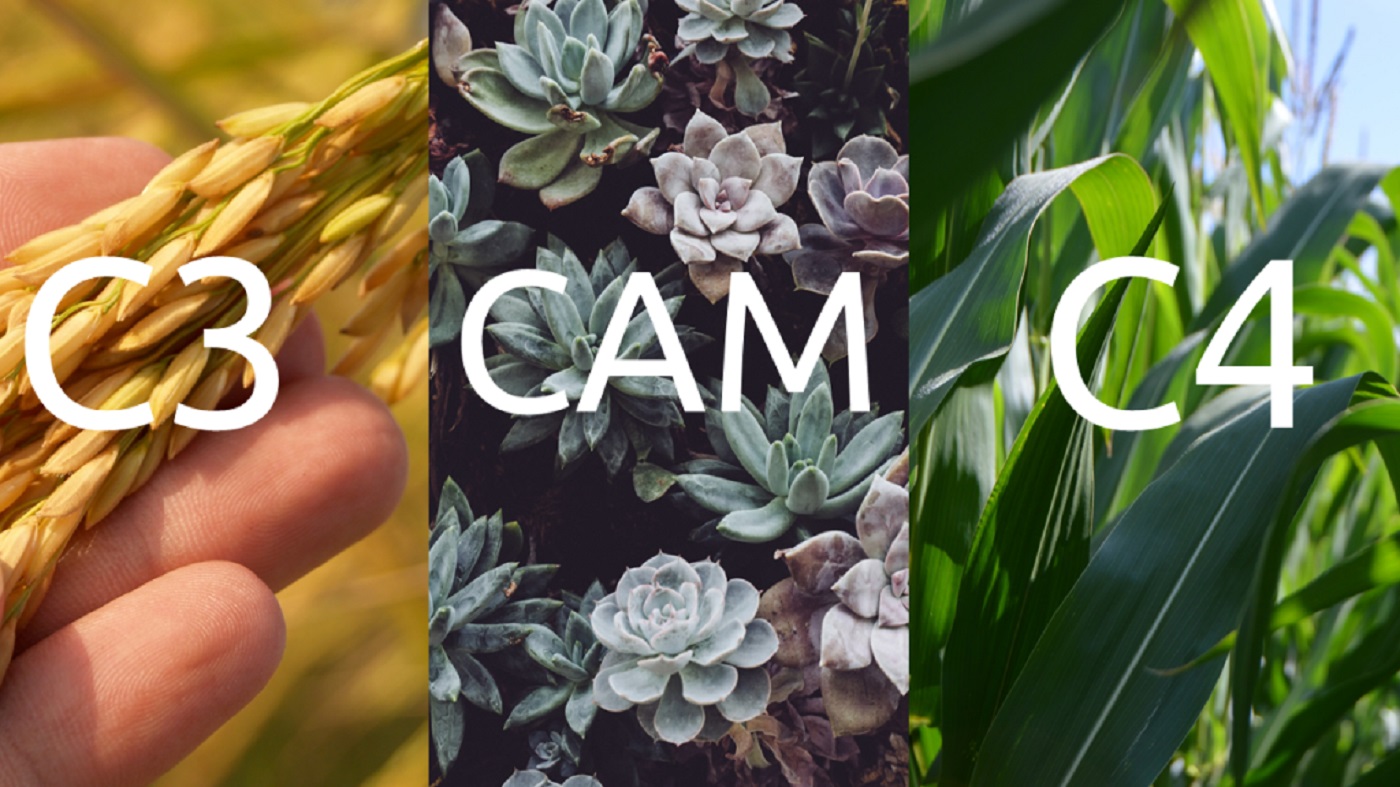 تفاوت گیاهان c3 و c4 و cam (2 نکته مهم) تفاوت گیاهان c3 و c4 و cam (2 نکته مهم)