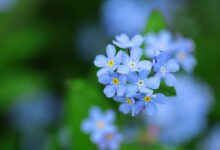 آشنایی با گل فراموشم نکن و اصول کاشت و نگهداری از آن (2 نکته مهم)