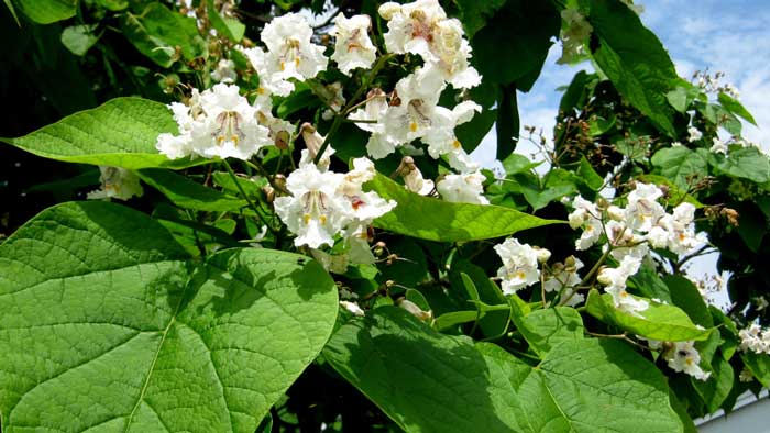 نحوه پرورش، تکثیر و نیازهای درخت جوالدوزک (Southern catalpa) (2 نکته مهم)