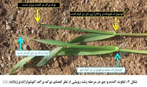 فرق گندم و جو