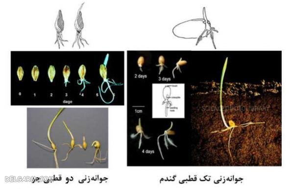 فرق گندم و جو